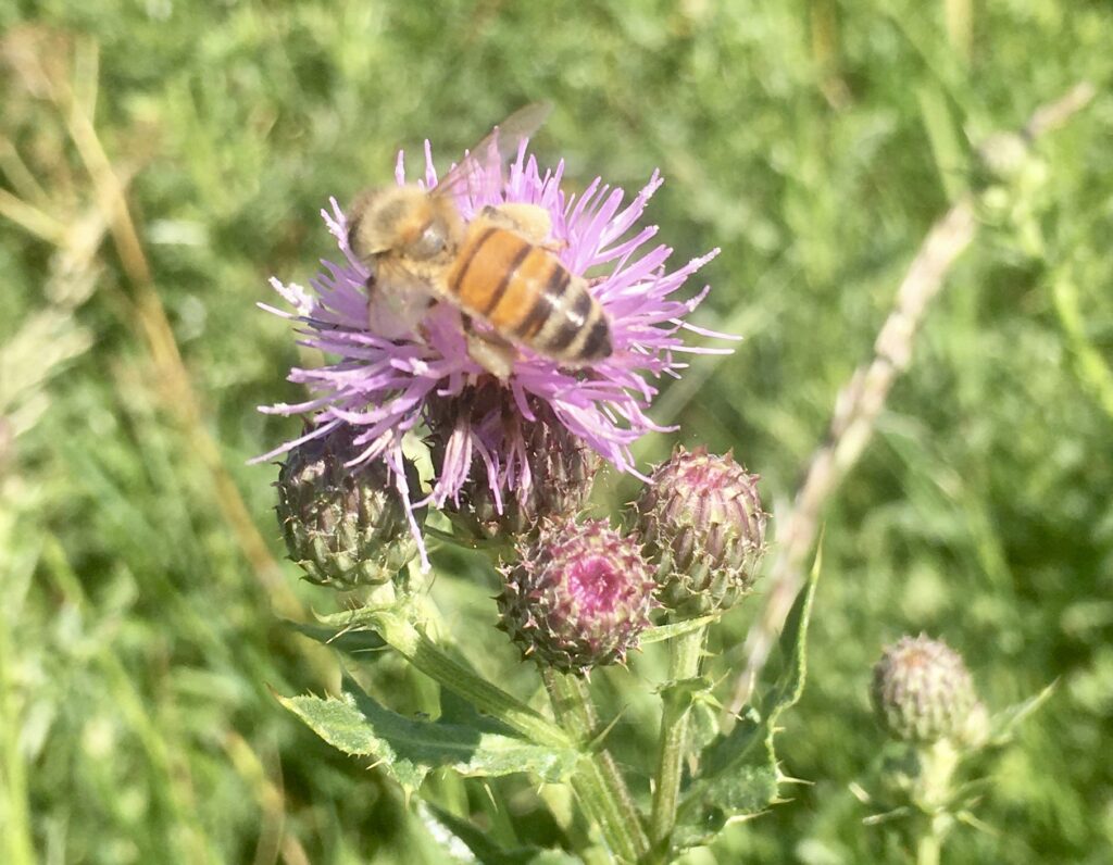 Bee and thistle
